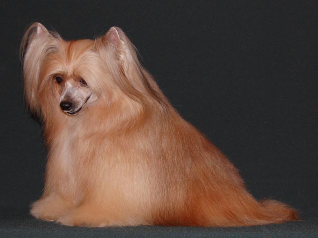 китайская хохлатая собака , chinese crested dog 