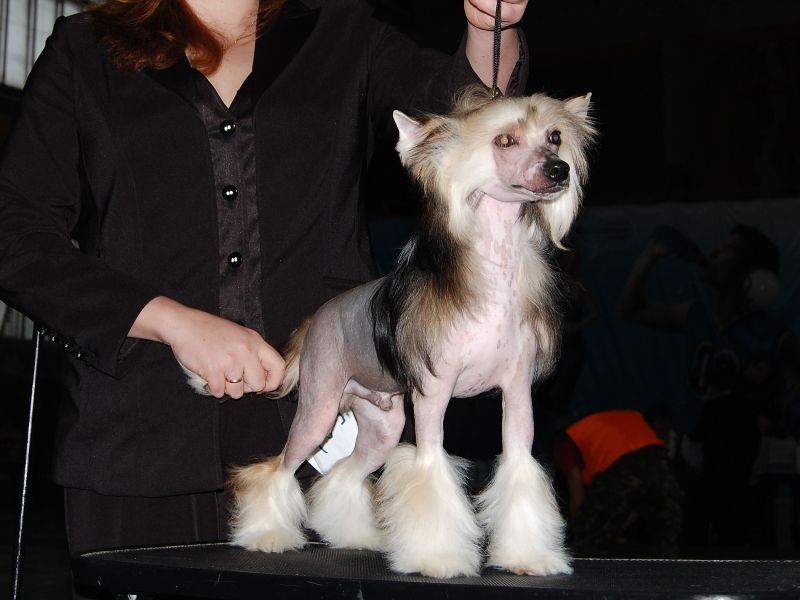китайская хохлатая собака,  вязка китайской хохлатой собаки, кобели китайской хохлатой для вязки , chinese crested dog 