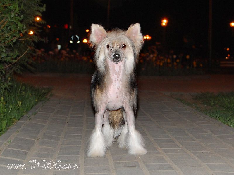 китайская хохлатая собака, вязка китайской хохлатой собаки, кобели китайской хохлатой для вязки , chinese crested dog 