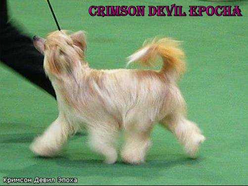 китайская хохлатая собака , chinese crested dog 